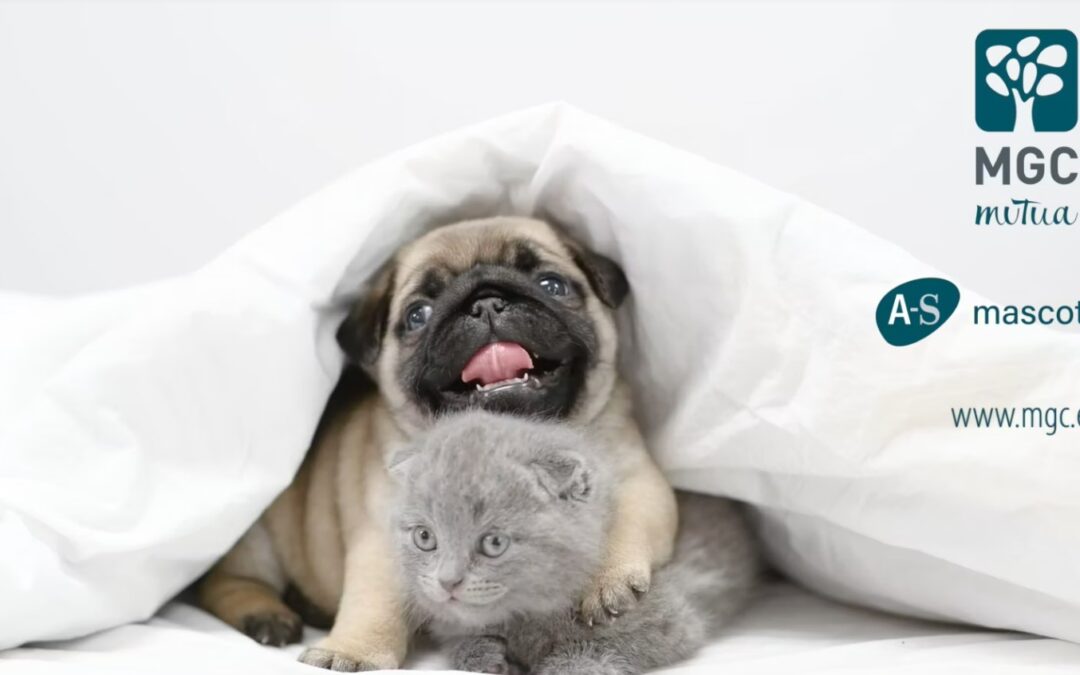 A-S Mascotes. Ellos nos lo dan todo… ¿y nosotros?